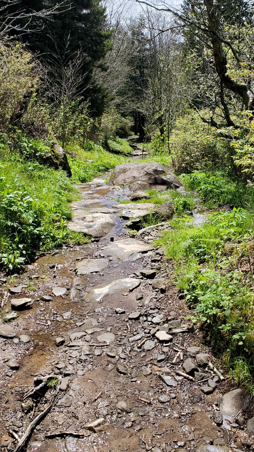 Abrahms Bald Hike 